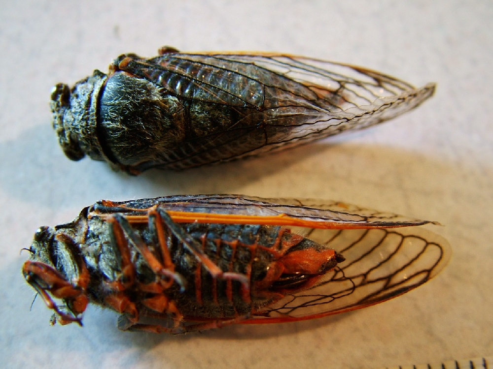 cicada near Dutch John